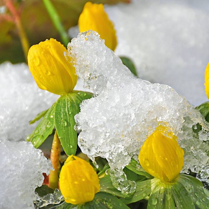 Erste Vorfrühlingsboten: Winterlinge (Eranthis hyemalis).