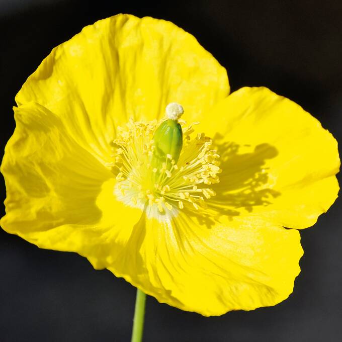 Gelber Scheinmohn (Meconopsis cambrica) blüht von Juni bis September und versamt sich selbst.