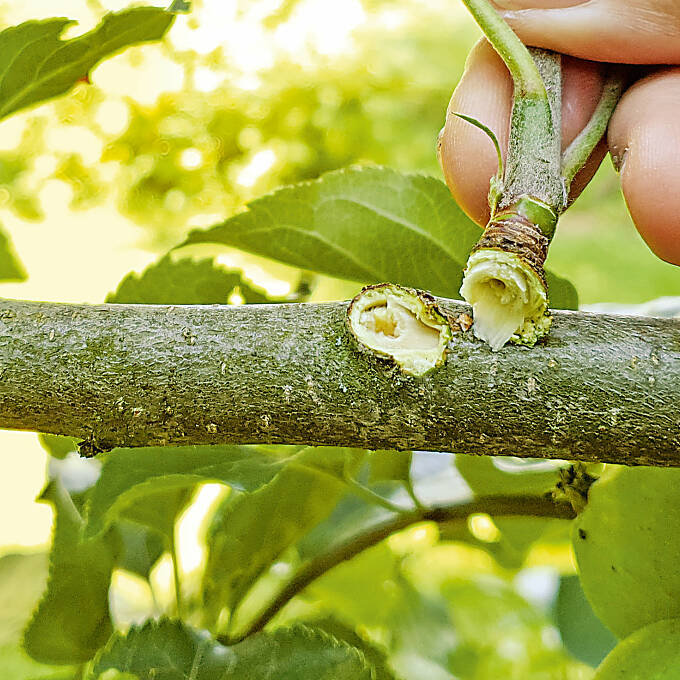 Juniriss-Wasserschoss: Wunde und entnommener Trieb am 23. Juni