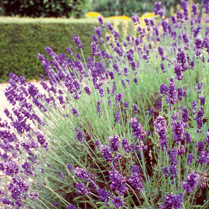 Lavendel richtig schneiden