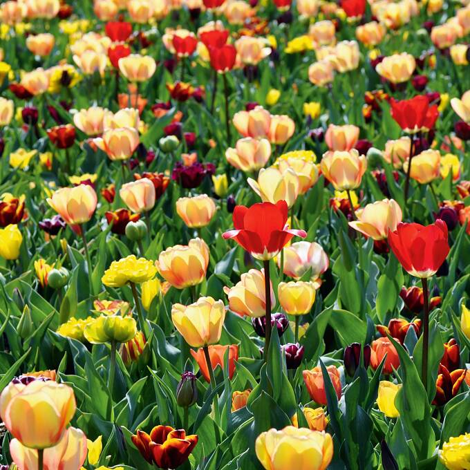 Je nach Art und Sorte blühen Tulpen von März bis Ende Mai.