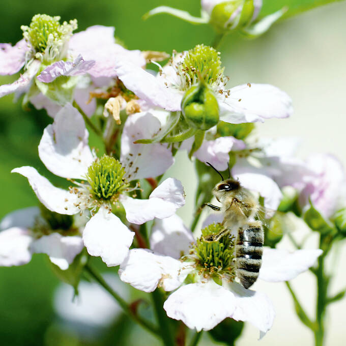 Stachellose Brombeeren sind unkompliziert bei der Standortwahl und beliebt bei Naschkatzen.