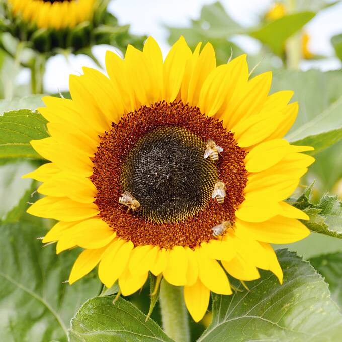 Sonnenblumen verbreiten immer gute Laune, egal, wie unterschiedlich sie auch aussehen.