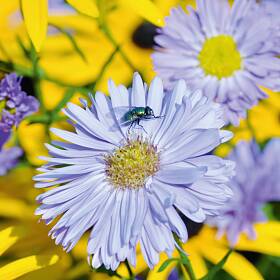 Garten-Sonnenhut und Glattblatt-Aster blühen wunderbar.