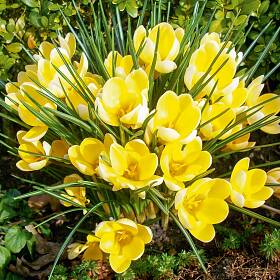 Wildkrokusse (von Sperli) sind schöne Farbtupfer.