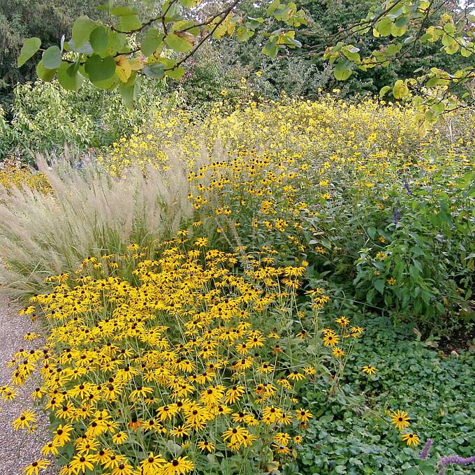 Im Spätsommer trumpfen Sonnenhut (Rudbeckia) und Ziergräser im Präriebeet auf.