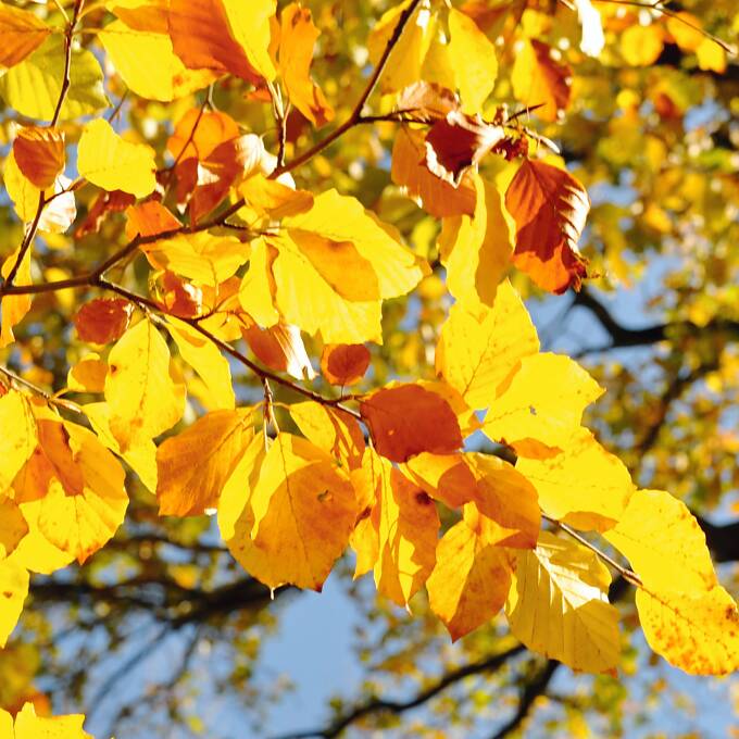 Garten November Goldener November statt Oktober: Auswirkung der ­Klimaerwärmung