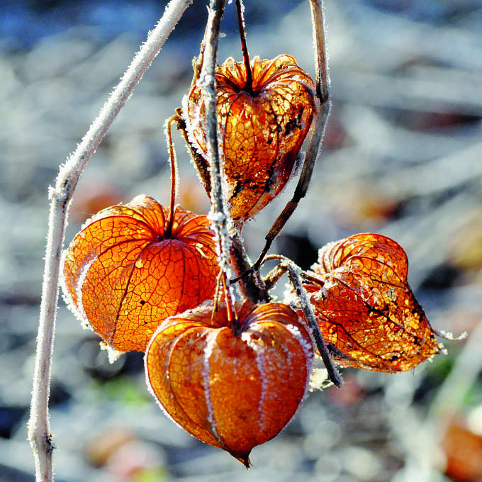 Bleiben lange schön: die Fruchthüllen der Lampionblume (Physalis alkekengi var. franchetii)