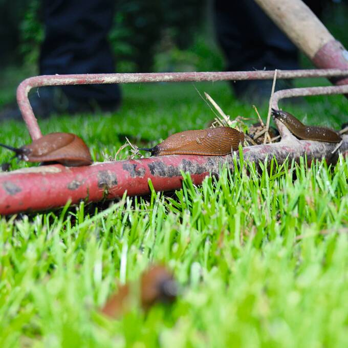 Gartenjahr 2024 Schneckeninvasion im Garten