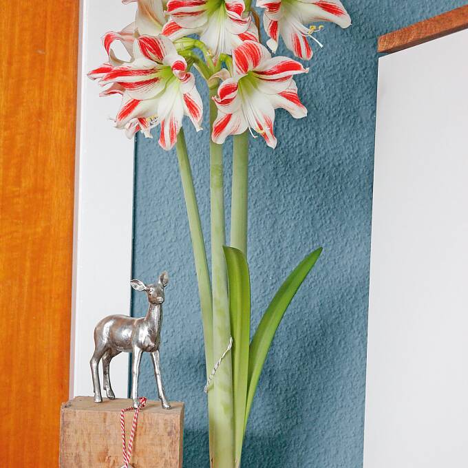 Amaryllis Pflege nach der Blüte Wochenlang verschönern Amaryllis unsere Wohnräume. Es lohnt sich, die Blumen nach der Blüte weiterzupflegen.