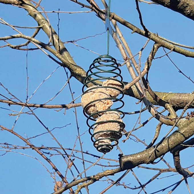 Winterpflege im Garten Futterspender mit Meisenknödeln im Geäst