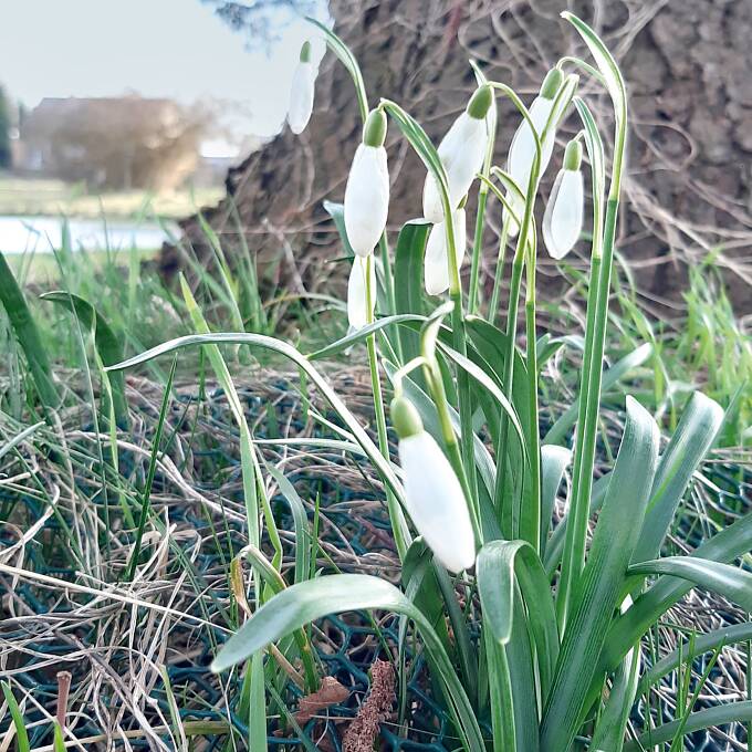 Erste Frühlingboten: Schneeglöckchen (Galanthus nivalis)