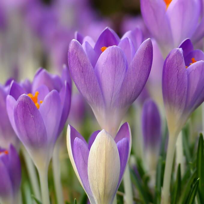 Crocus