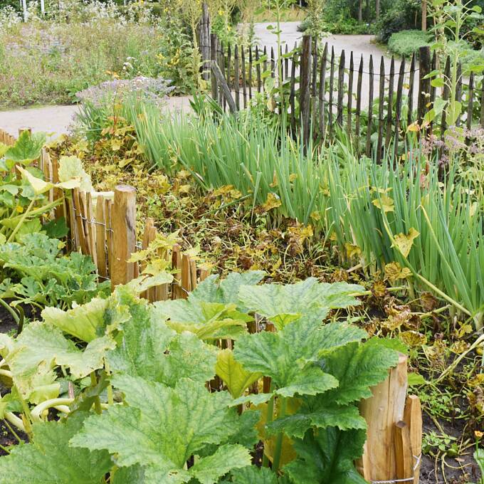 Hochsaison im Gemüsegarten – Aussaaten sind trotzdem immer noch möglich!
