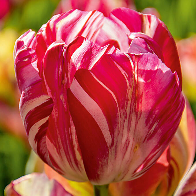 Tulpe ‘Sea of Lights’