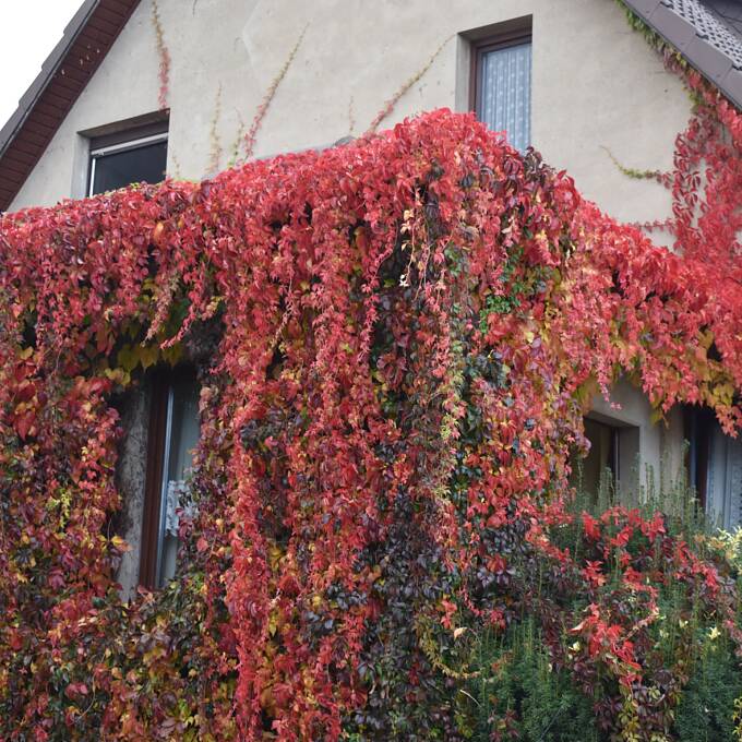 Der Zierwein hat im Sommer für Kühle im Haus gesorgt, jetzt leuchtet er in den schönsten Farben.